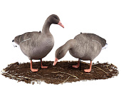 �������� ����� ���� 10 �� S10S (North Way)