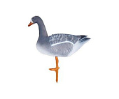 ������ ���� ��������� �������������� (���) 