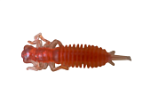 Жук-личинка LARVA 64мм (съедобн. оранжевый) (уп. 8шт) Жук-личинка LARVA 64мм (съедобн. оранжевый) (уп. 8шт)